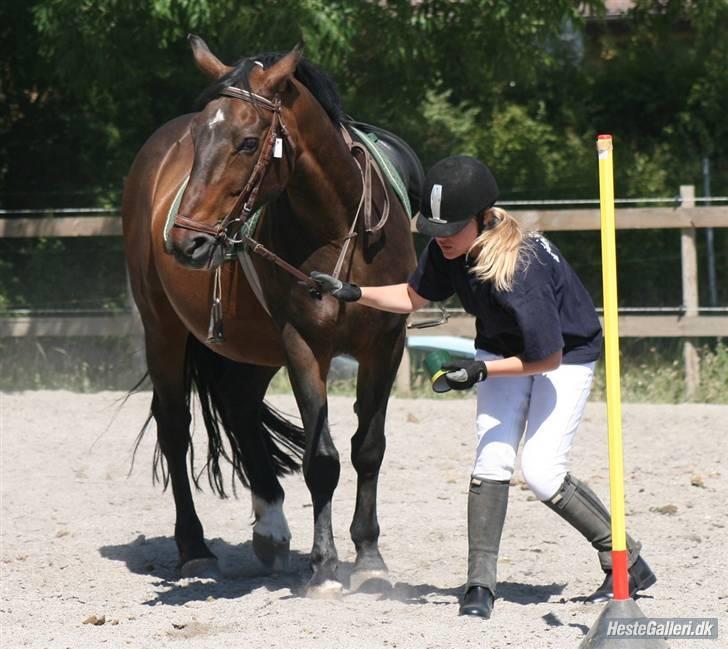 Oldenborg Rexido billede 8