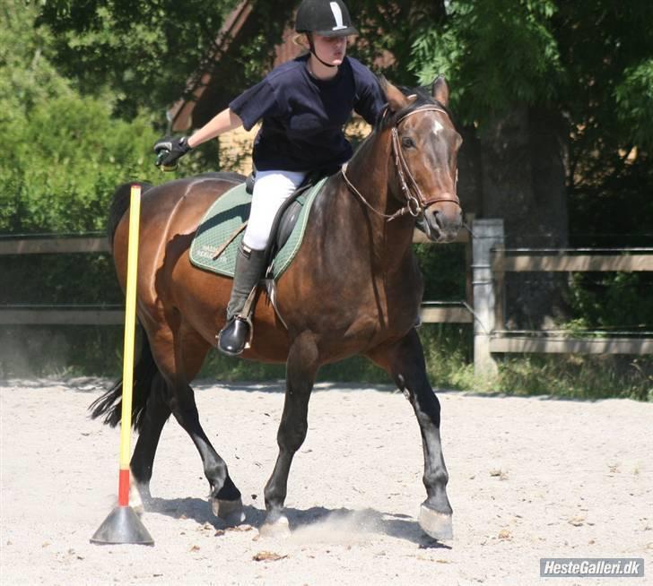 Oldenborg Rexido billede 9