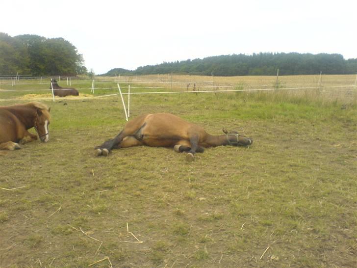 Islænder Jarpur billede 19