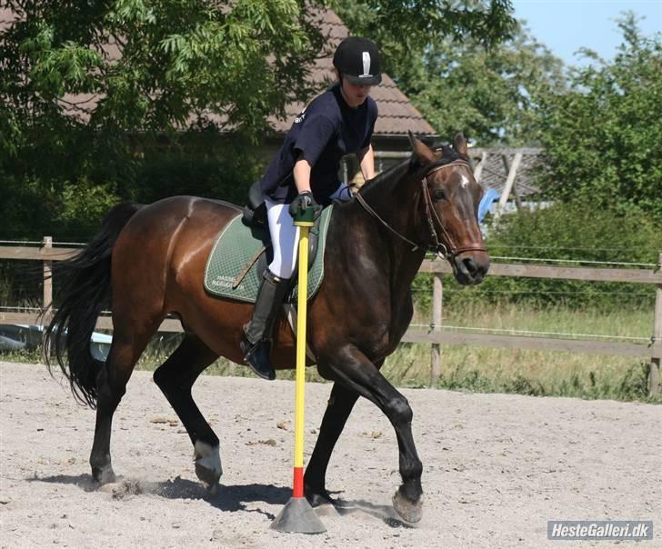 Oldenborg Rexido billede 11