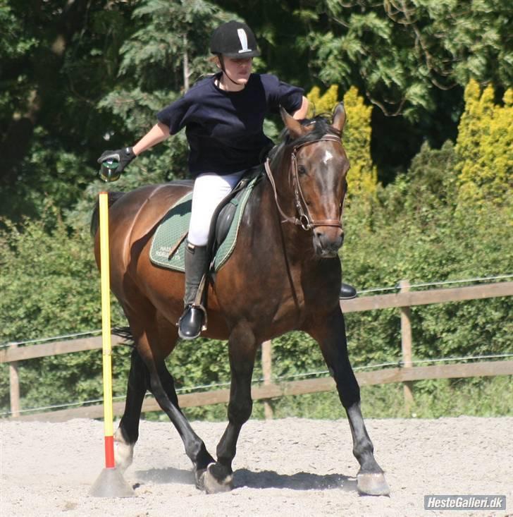 Oldenborg Rexido billede 12