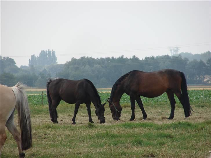 Oldenborg Rexido billede 13