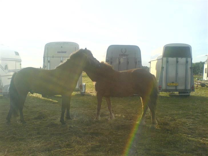 Islænder Jarpur billede 20