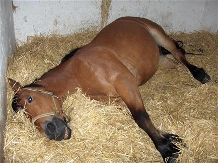 Anden særlig race Tulle *Gammel part* billede 1