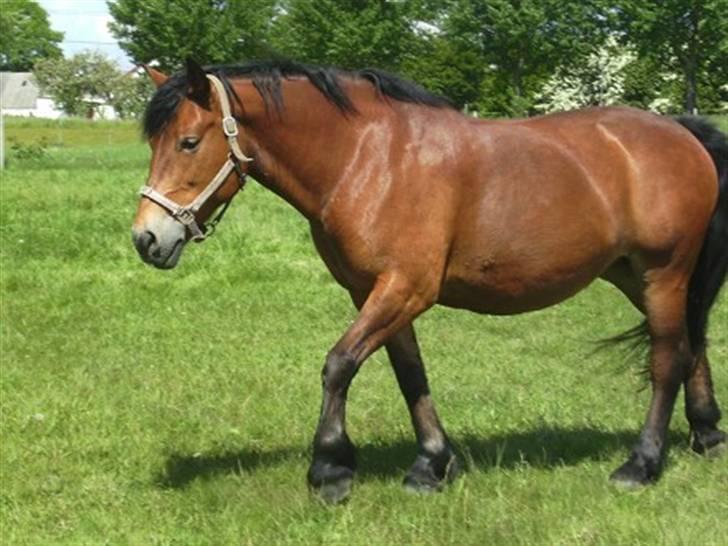 Anden særlig race Tulle *Gammel part* billede 2