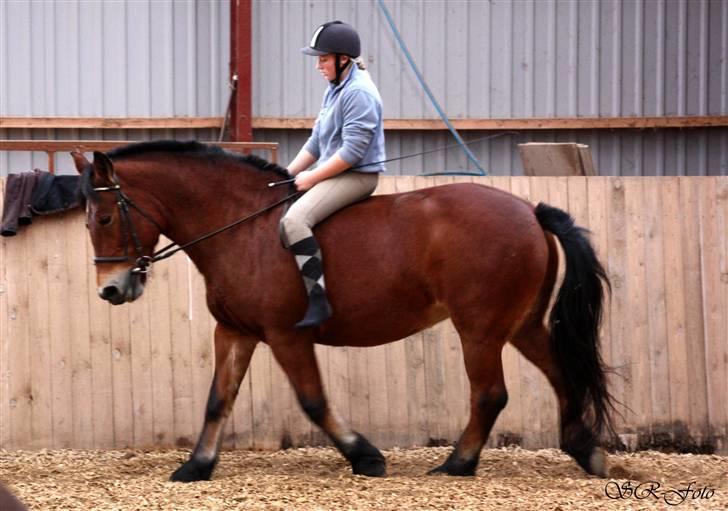 Anden særlig race Tulle *Gammel part* - Nyt! Hygge dag  billede 3