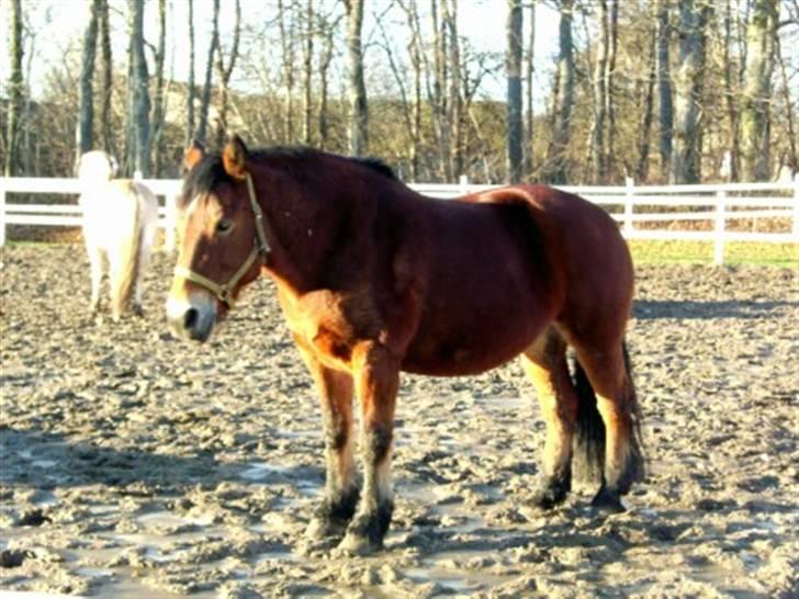 Anden særlig race Tulle *Gammel part* billede 4