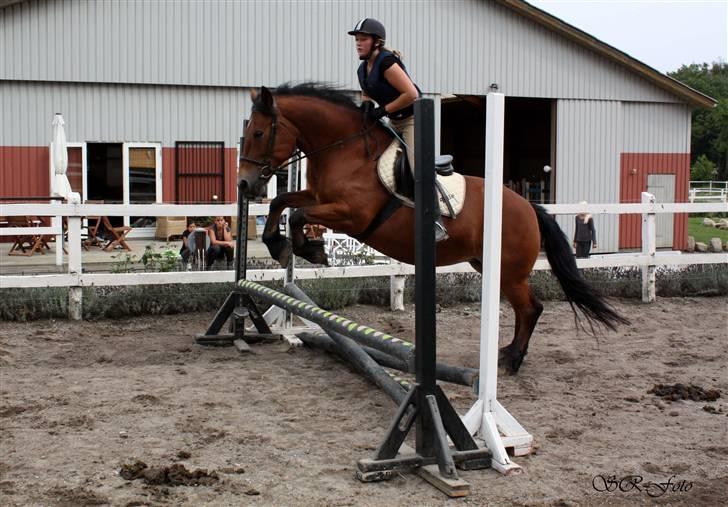 Anden særlig race Tulle *Gammel part* - Nyt! Første gang jeg sprang på hende :) billede 5