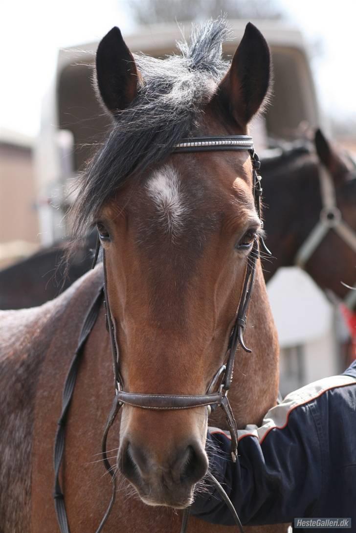 Anden særlig race Verbena billede 1