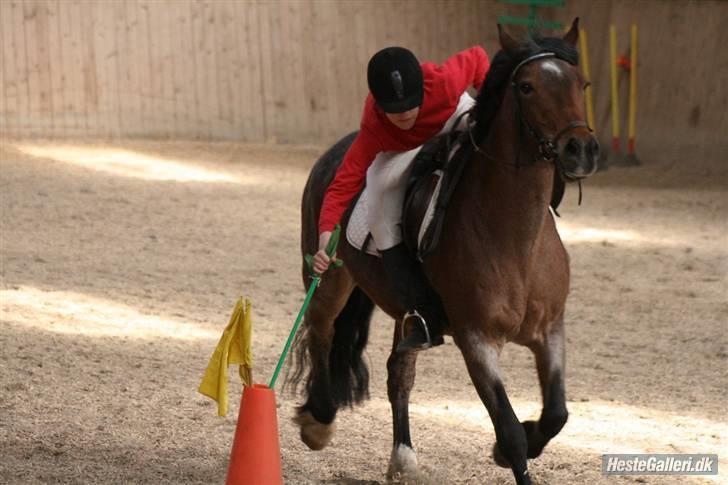 Anden særlig race Verbena billede 2