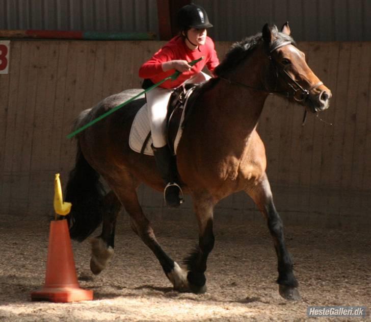 Anden særlig race Verbena billede 3