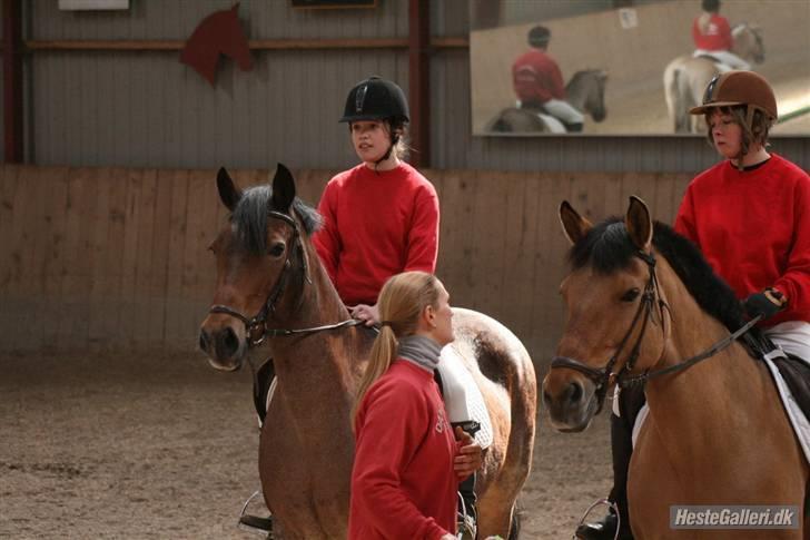Anden særlig race Verbena billede 4