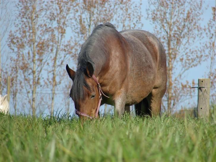 Anden særlig race Verbena billede 6