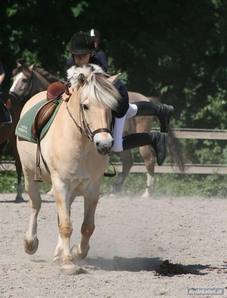 Fjordhest Nikki (Aflivet) billede 1