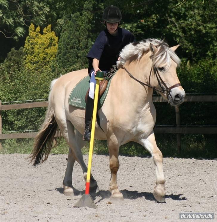 Fjordhest Nikki (Aflivet) billede 2