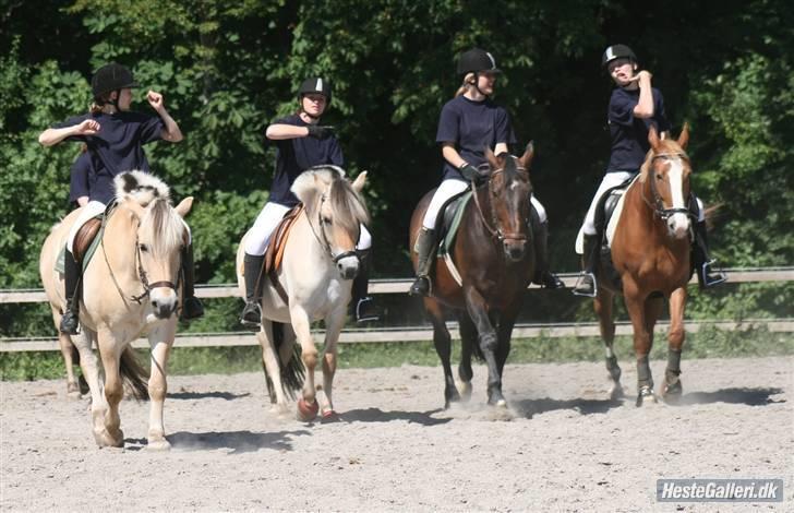 Fjordhest Nikki (Aflivet) billede 3