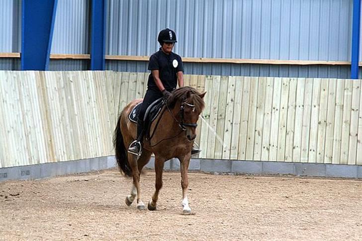 New Forest  simba solgt billede 1