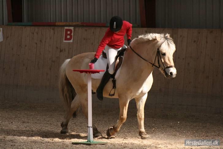 Fjordhest Nikki (Aflivet) billede 4