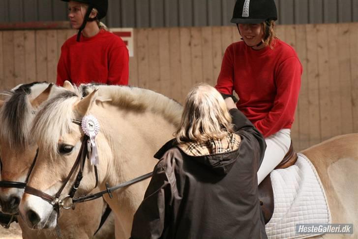 Fjordhest Nikki (Aflivet) billede 5