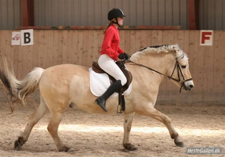 Fjordhest Nikki (Aflivet) billede 6