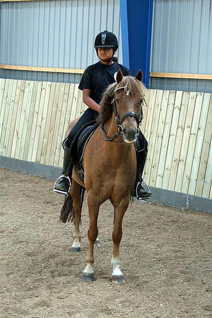 New Forest  simba solgt billede 2