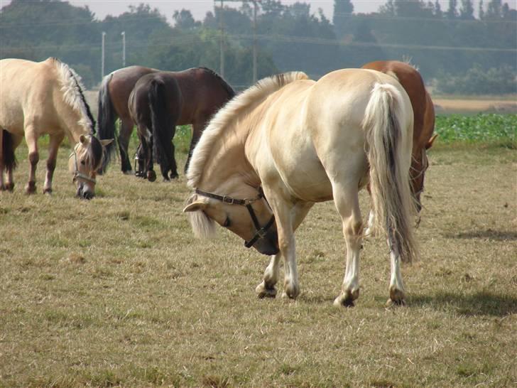 Fjordhest Nikki (Aflivet) billede 7