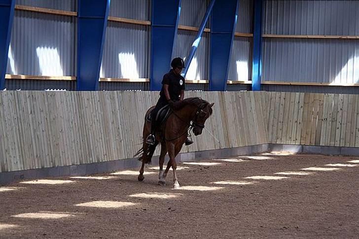 New Forest  simba solgt billede 3
