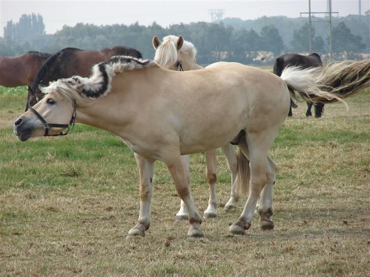 Fjordhest Nikki (Aflivet) billede 8