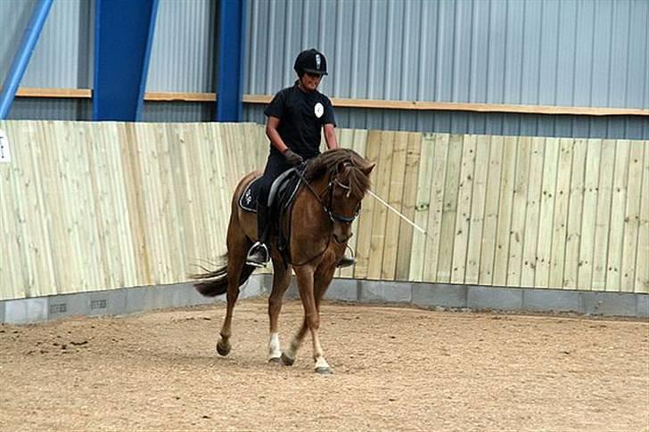 New Forest  simba solgt billede 4