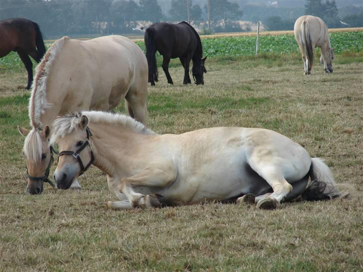 Fjordhest Nikki (Aflivet) billede 9