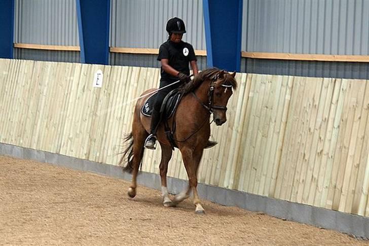 New Forest  simba solgt billede 5