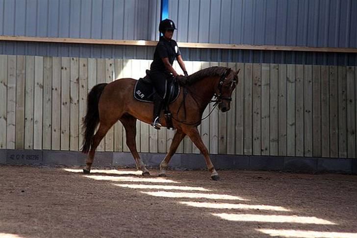 New Forest  simba solgt billede 6