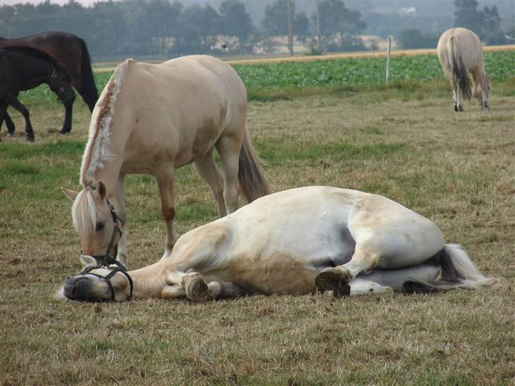 Fjordhest Nikki (Aflivet) billede 10