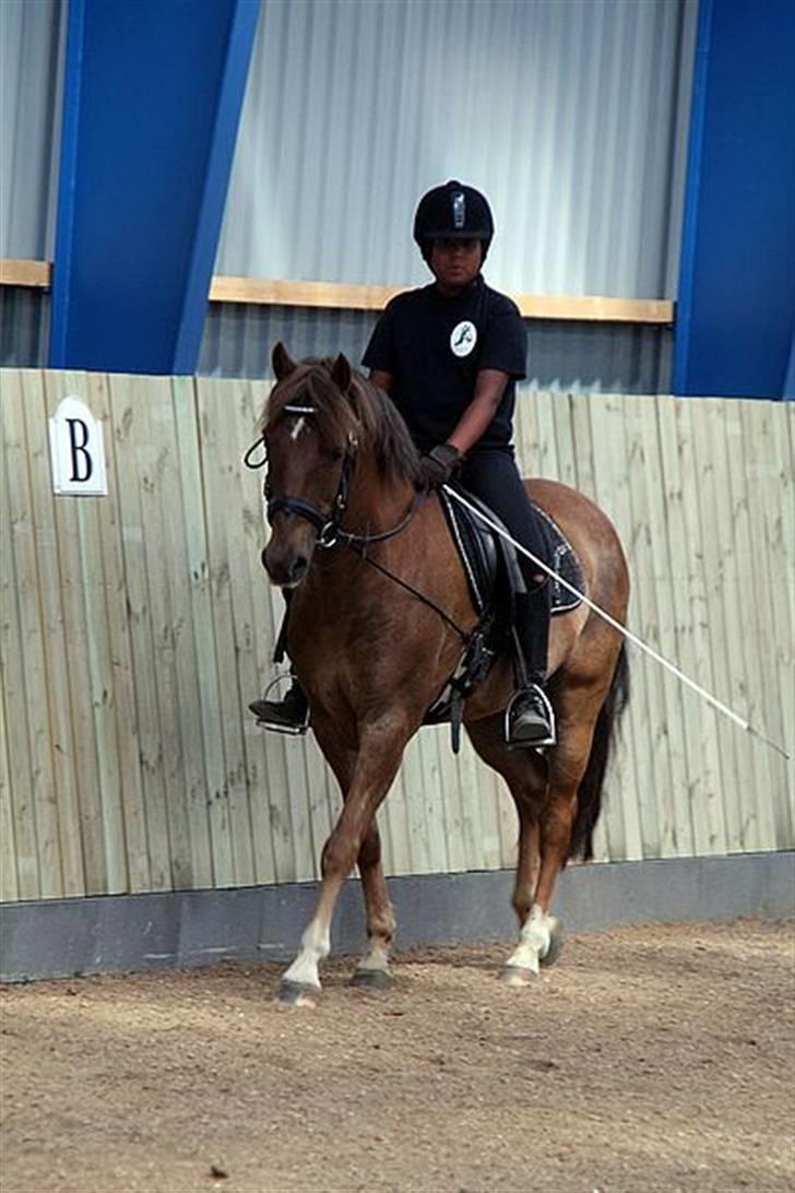 New Forest  simba solgt billede 7