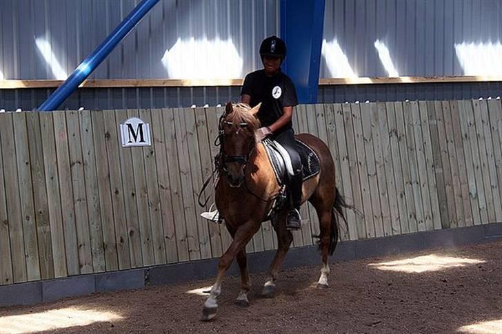 New Forest  simba solgt billede 8