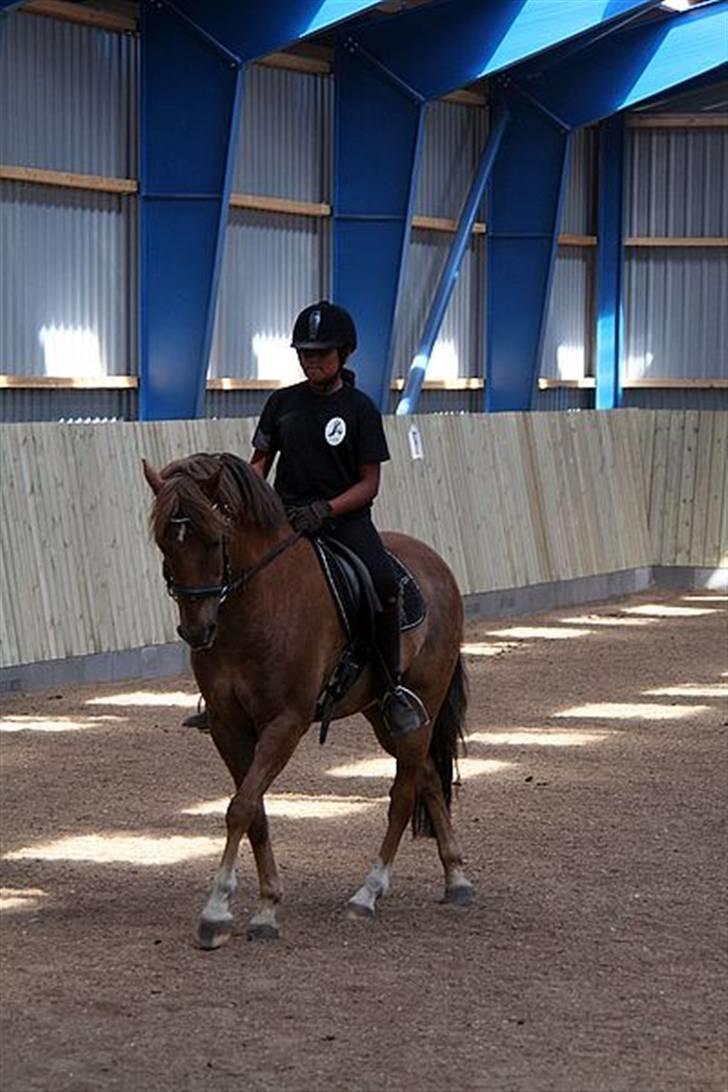 New Forest  simba solgt billede 9