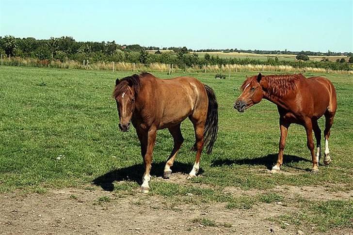 New Forest  simba solgt billede 10