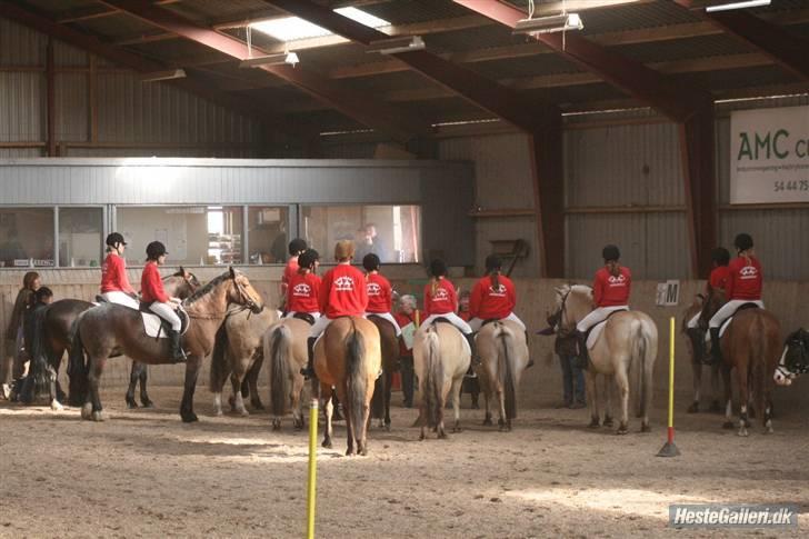 Fjordhest Fritz. billede 17