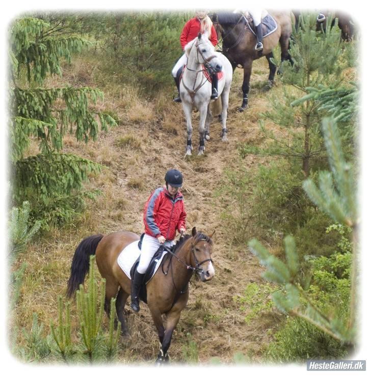 Anden særlig race Pinocchio SOLGT - Jagt i Mønsted. Den bette holder tungen lige i munden for at holde balancen. Bemærk de krydsede ben:P Billedet er taget af en anden. billede 14