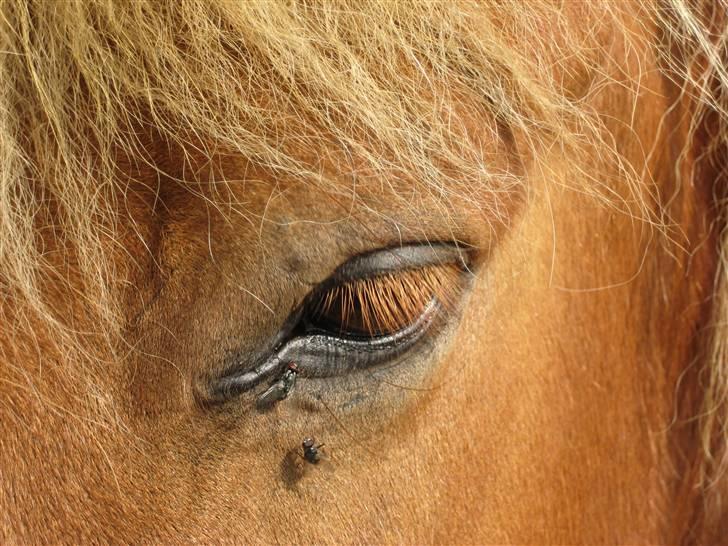 Islænder Dani fra Vissegård - Traditionelt øje billede Foto: mig billede 18