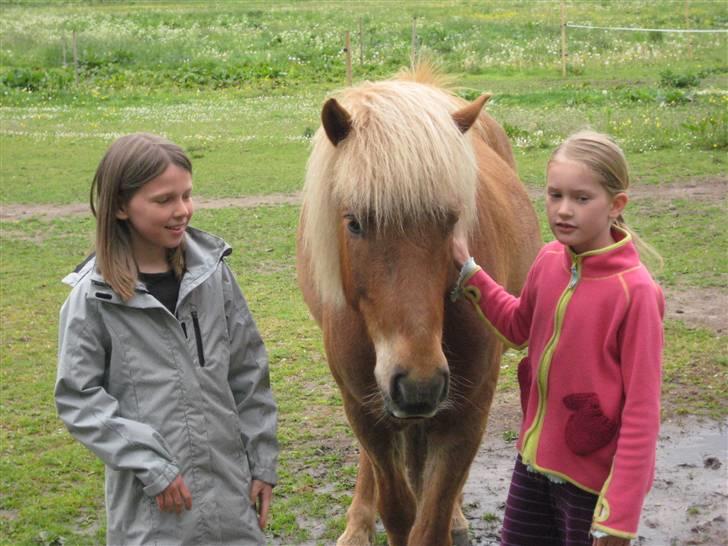 Islænder Dani fra Vissegård - Dani: den ideelle børnehest (eller ikk;)) Her med lillesøster og veninde billede 19
