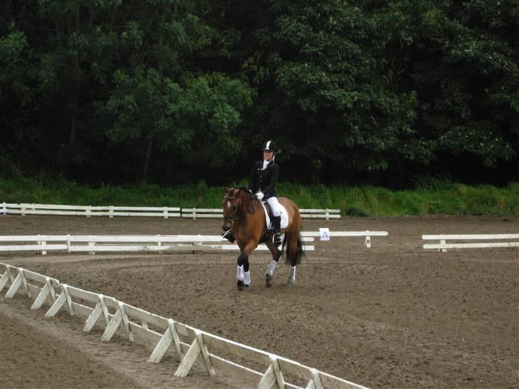 New Forest Feldholm's Primo<3 R.I.P billede 9