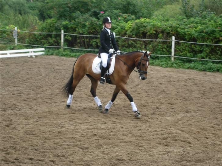 New Forest Feldholm's Primo<3 R.I.P billede 10
