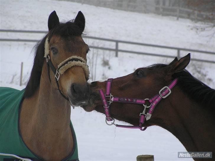 Anden særlig race Foxy Lady - Splint og Foxy møsser :b Tak for billedet Cattie billede 6