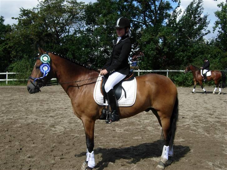 New Forest Feldholm's Primo<3 R.I.P billede 11