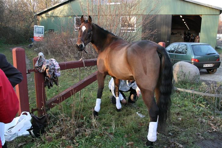 New Forest Feldholm's Primo<3 R.I.P billede 12