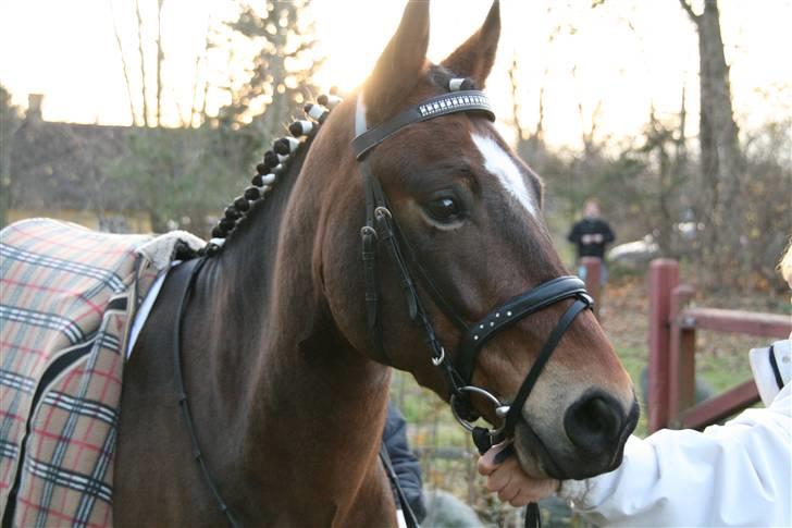 New Forest Feldholm's Primo<3 R.I.P billede 13