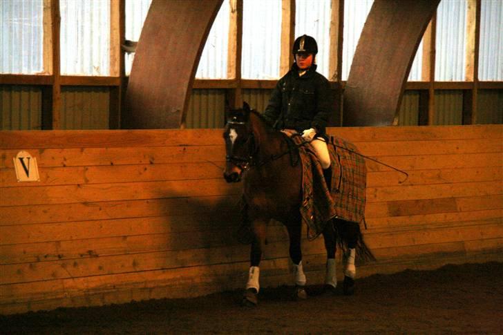 New Forest Feldholm's Primo<3 R.I.P billede 14