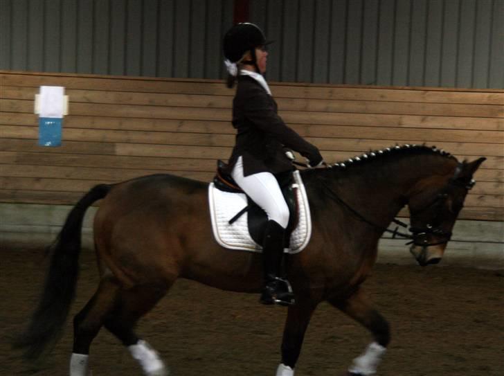 New Forest Feldholm's Primo<3 R.I.P - og undskyld min stilling (: billede 15