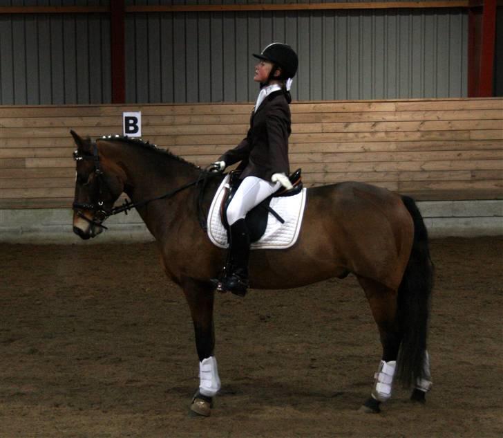 New Forest Feldholm's Primo<3 R.I.P - så skal der hilses billede 16